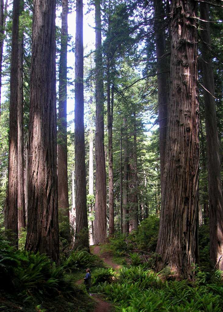 Photo of old growth redwood grove with tiny-looking person on trail